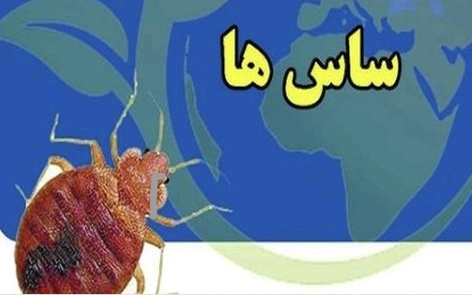 ساس 
