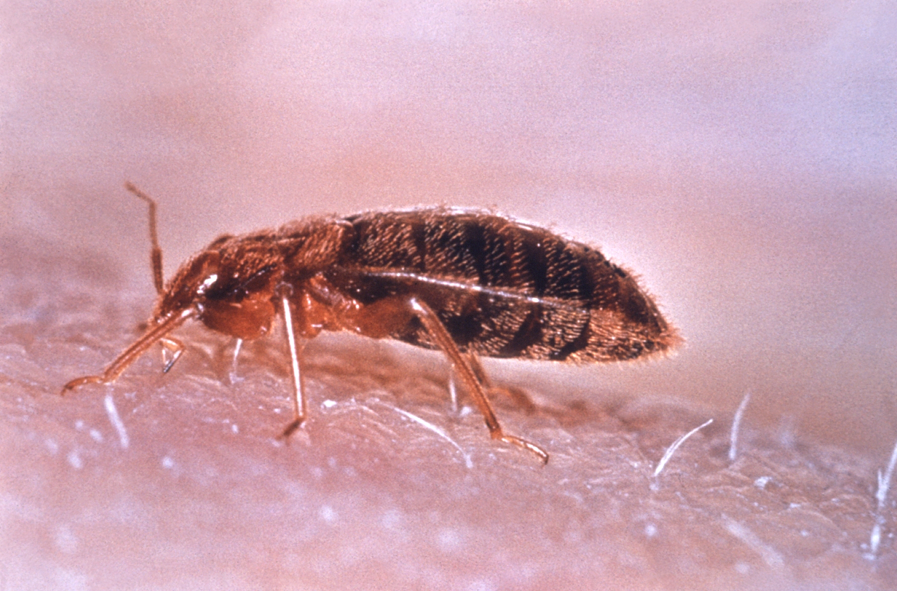 Bed bug and pest control in a modern hotel room
